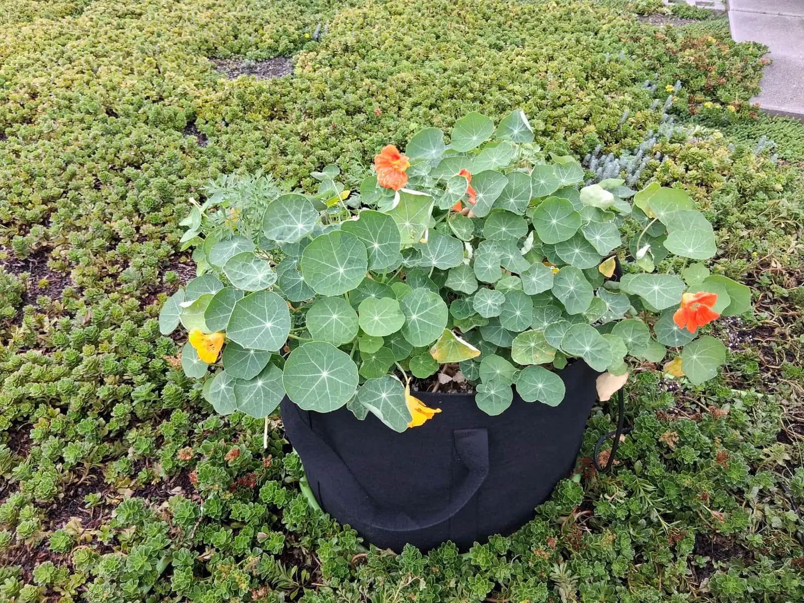 Urban Farming FAQ: Your Questions Answered