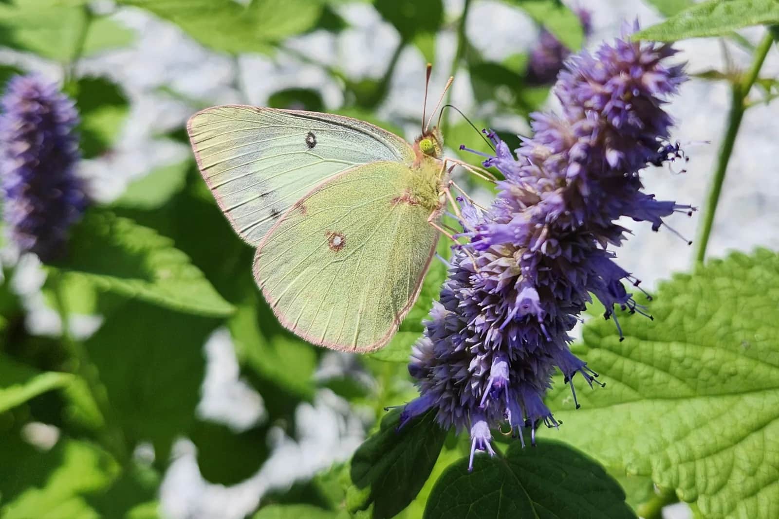 Stadtfarmen: mehr Biodiversität, ohne Schädlinge anzulocken