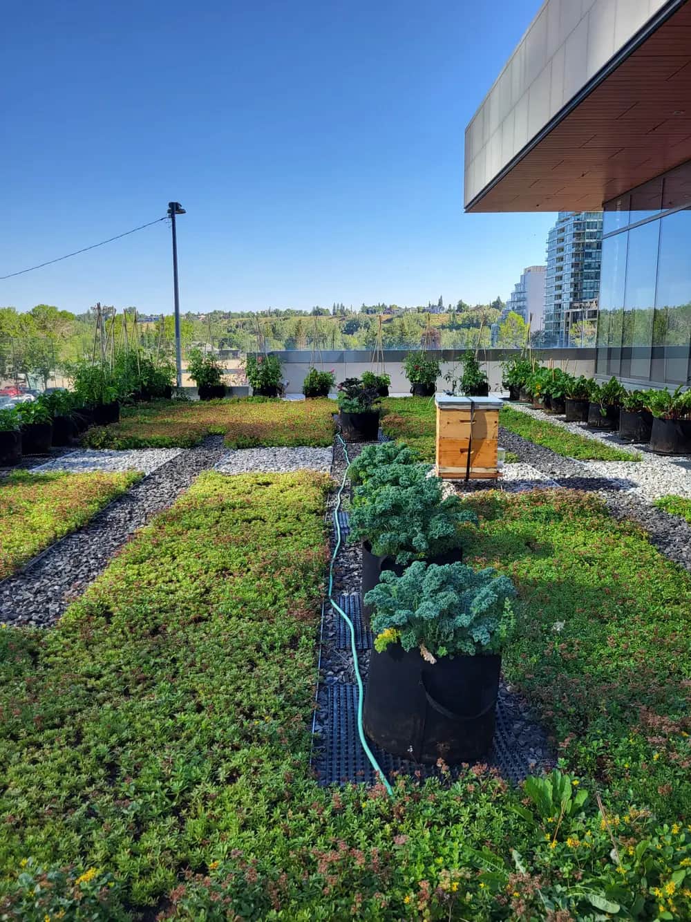 Sedum, kale and a beehive on a green roof in Calgary