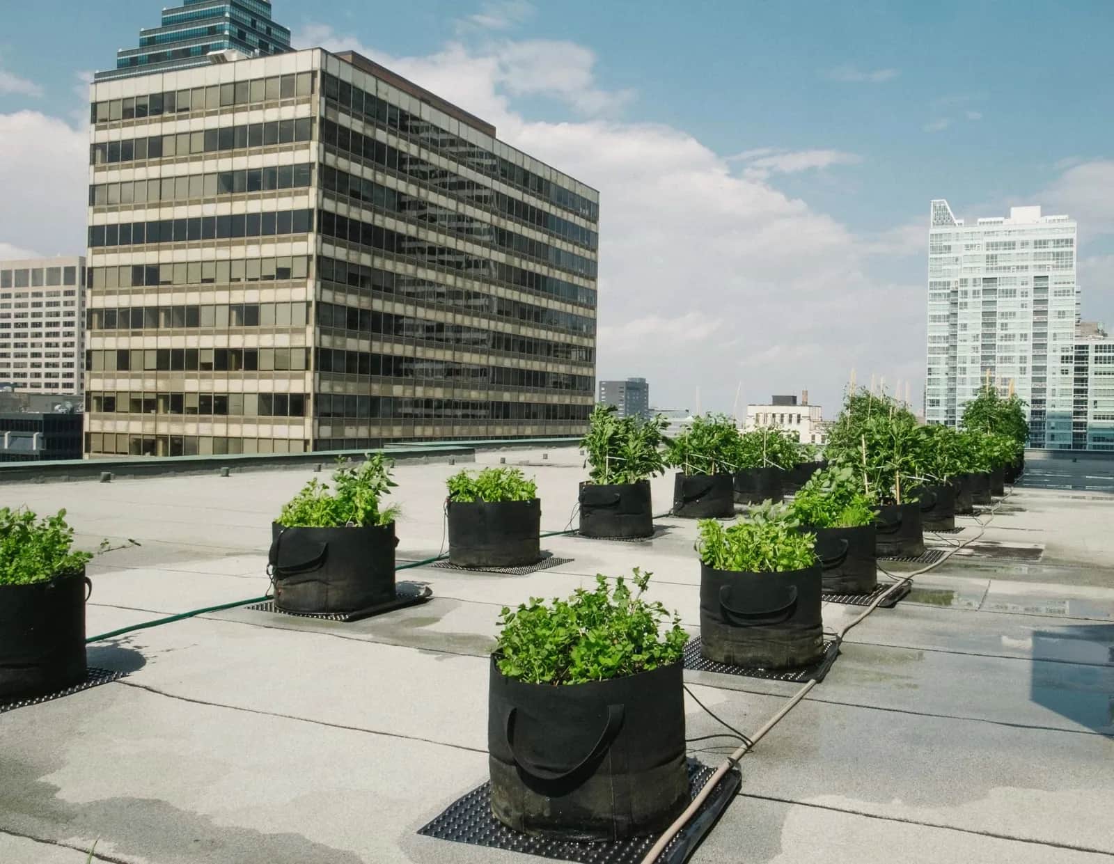 Rows of planted grow bags on an office rooftop in Montréal, between two towers
