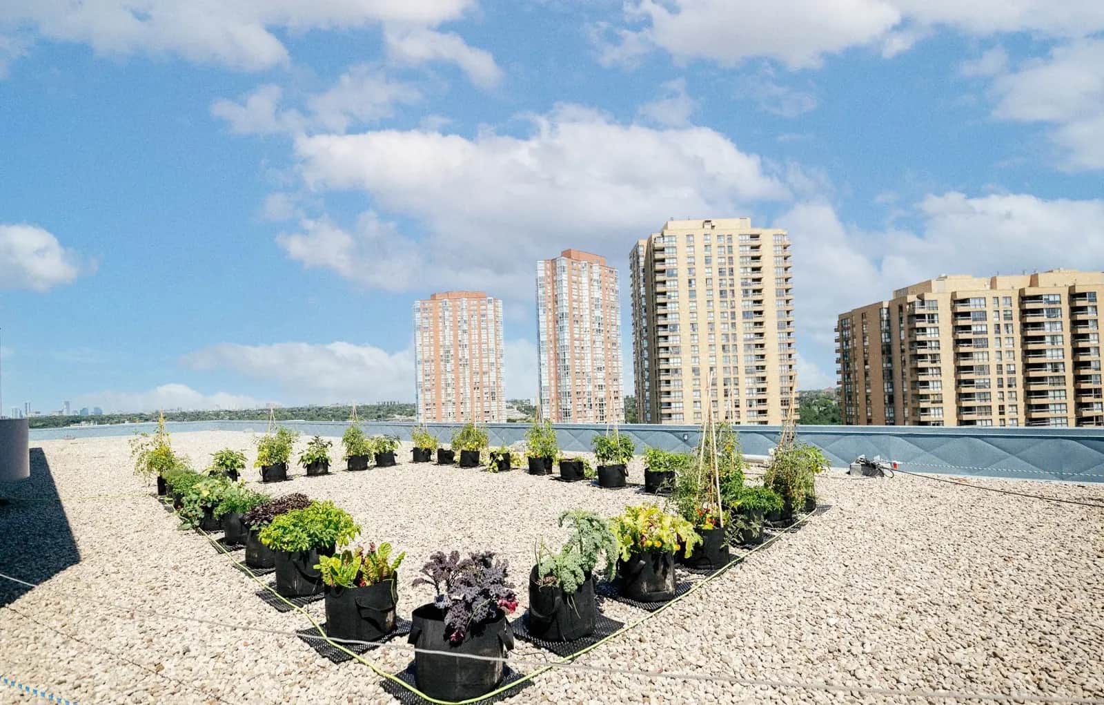 Residential towers rising behind a rooftop farm in Toronto