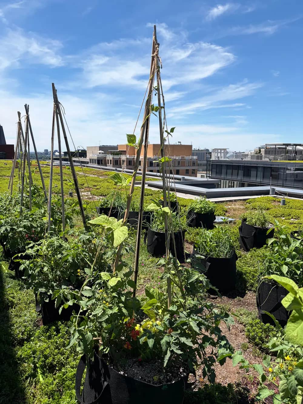 Trellised tomatoes and beans on a green roof in Washington, D.C., under a wide sky