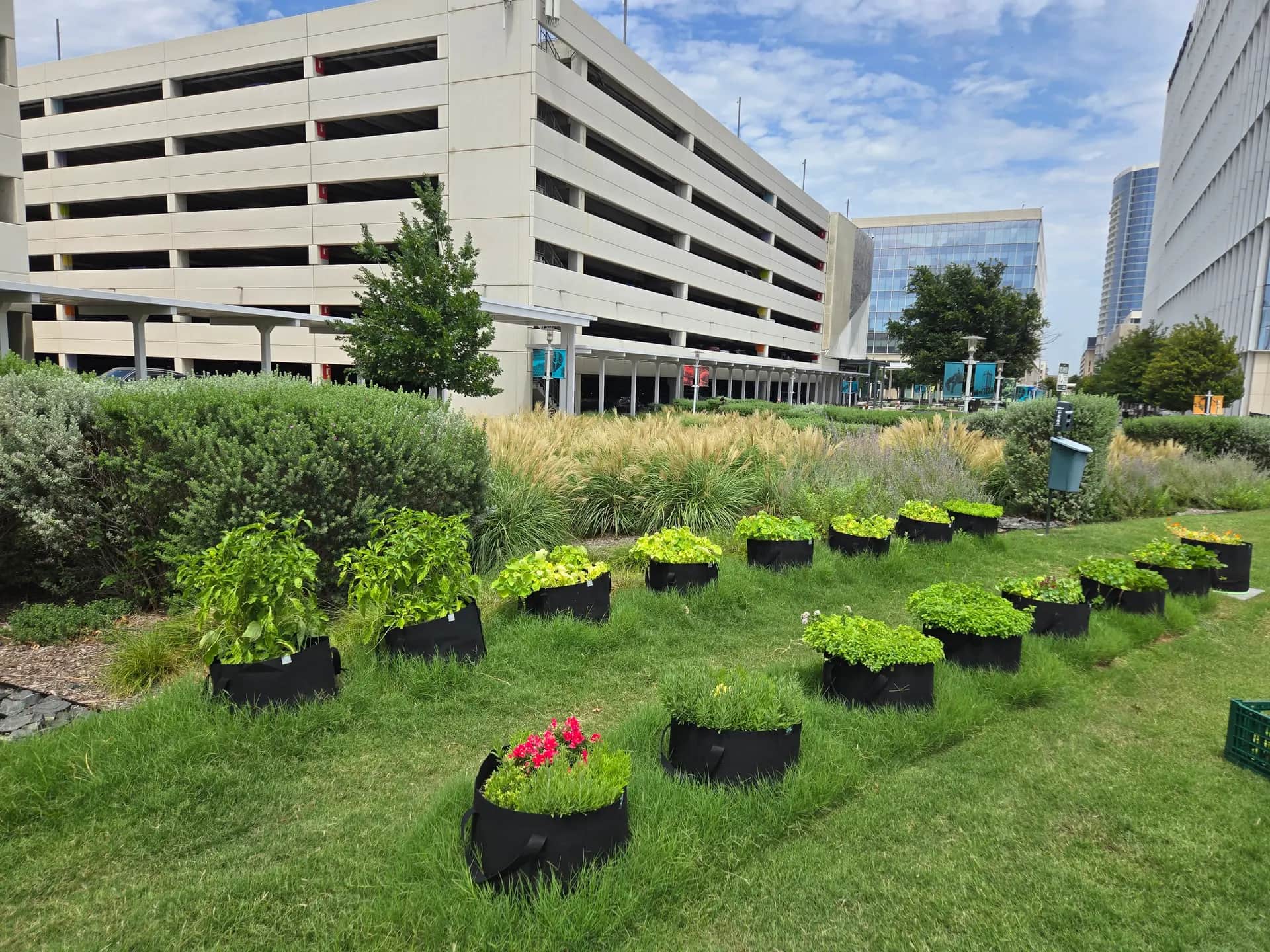 Rows of black grow bags with greens and flowers on a lawn beside office buildings.