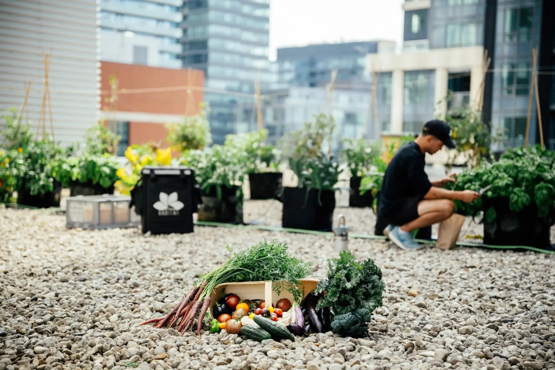 Farmer kneels in a gravel rooftop garden beside a crate of fresh vegetables.