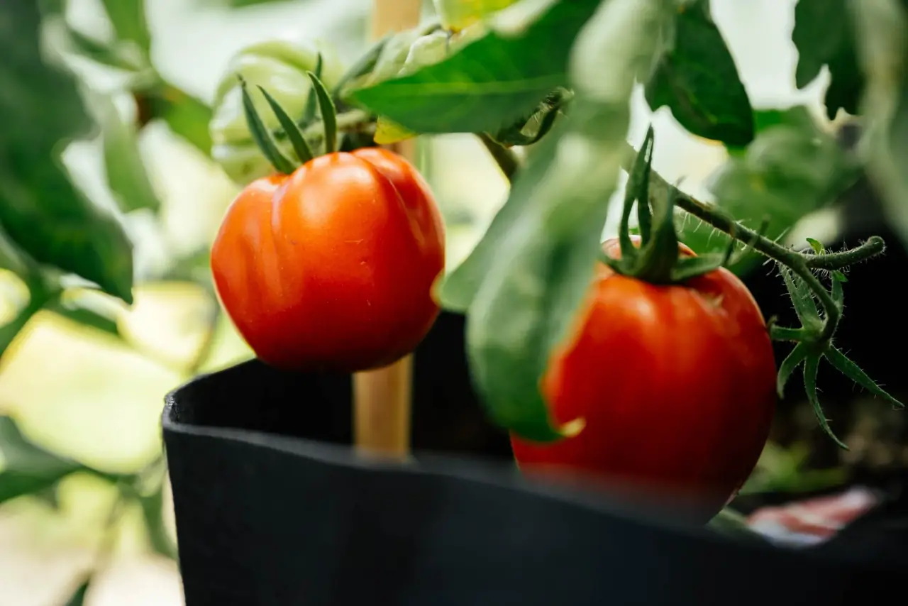 Urban farming