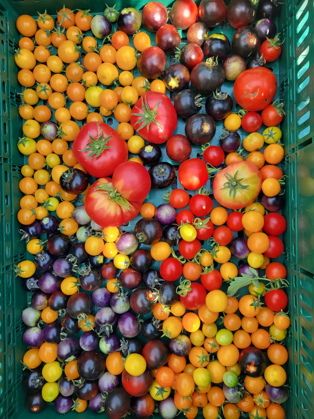 A crate filled with colorful heirloom tomatoes in red, orange, purple and yellow