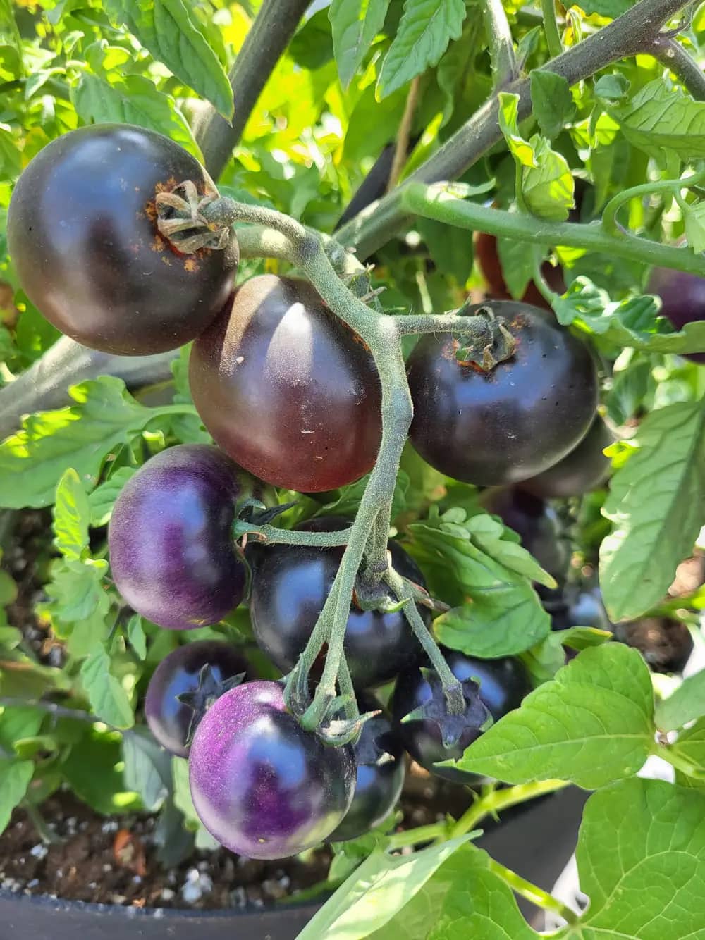 Cluster of dark purple tomatoes ripening on a vine surrounded by green leaves