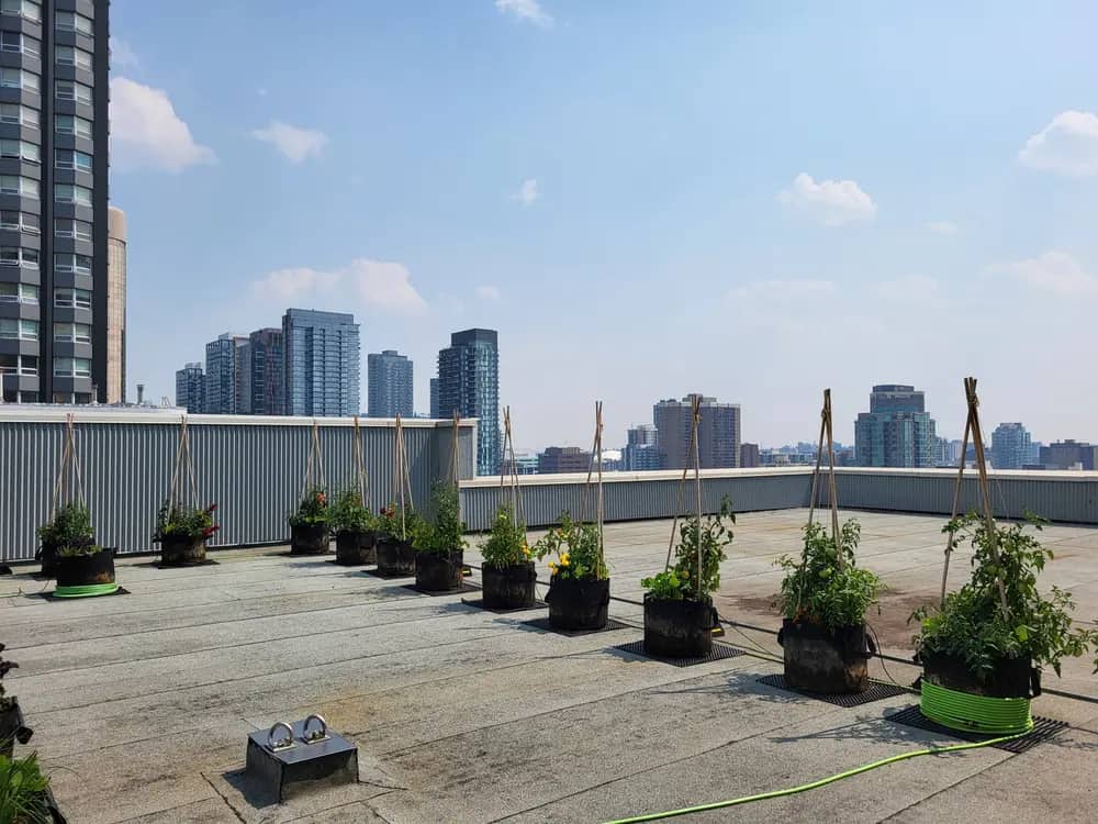 Rooftop farm with potted plants on trellises overlooking a city skyline