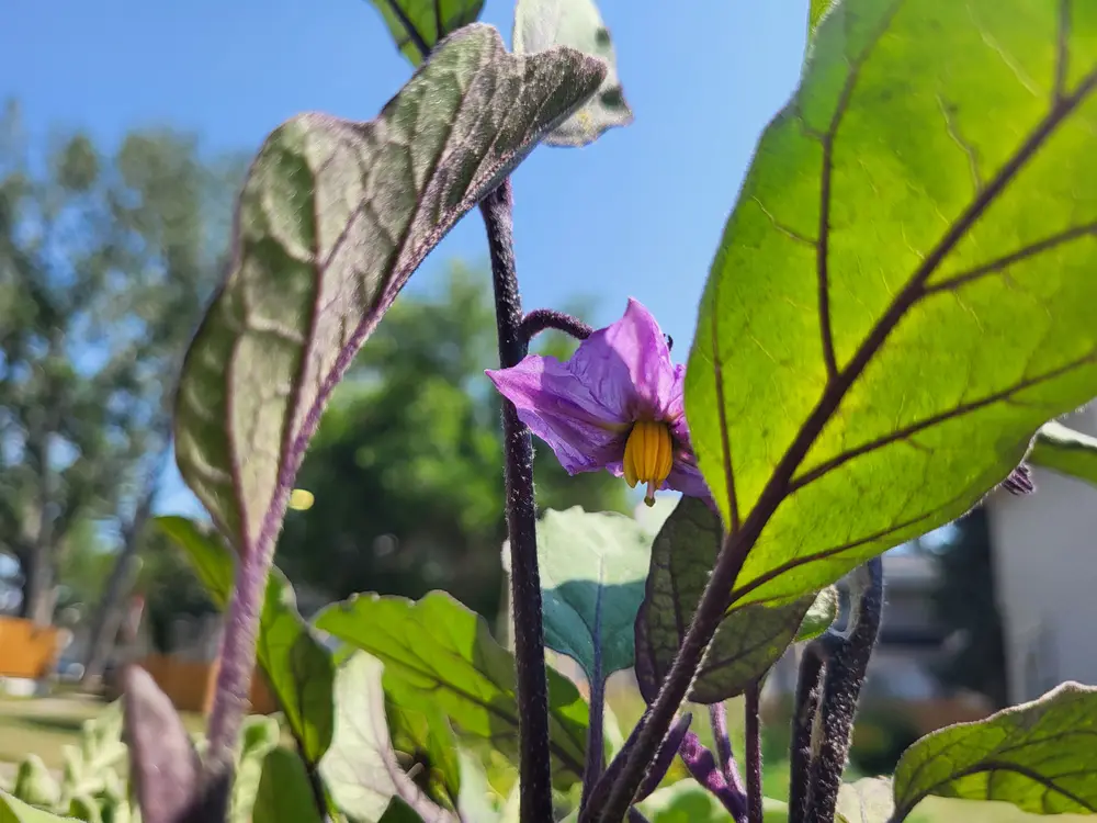 Purple flower blooming on an eggplant plant with sunlit leaves.
