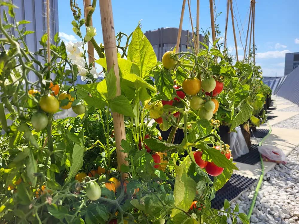 Ripe red and yellow tomatoes hang on vines with a city skyline in the background
