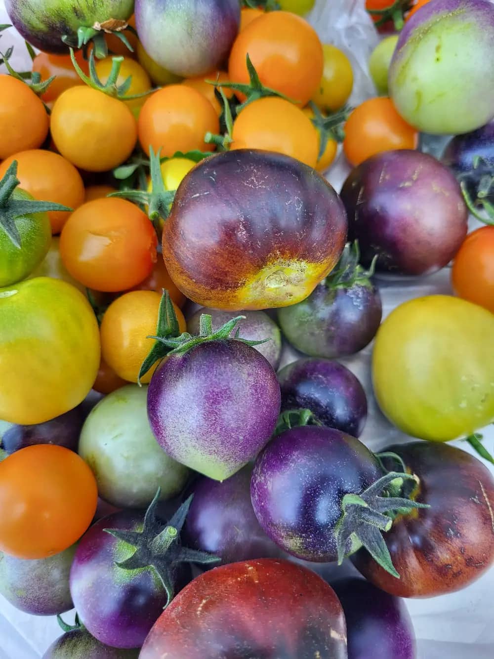Colorful heirloom tomatoes in shades of orange, purple, green, and red.