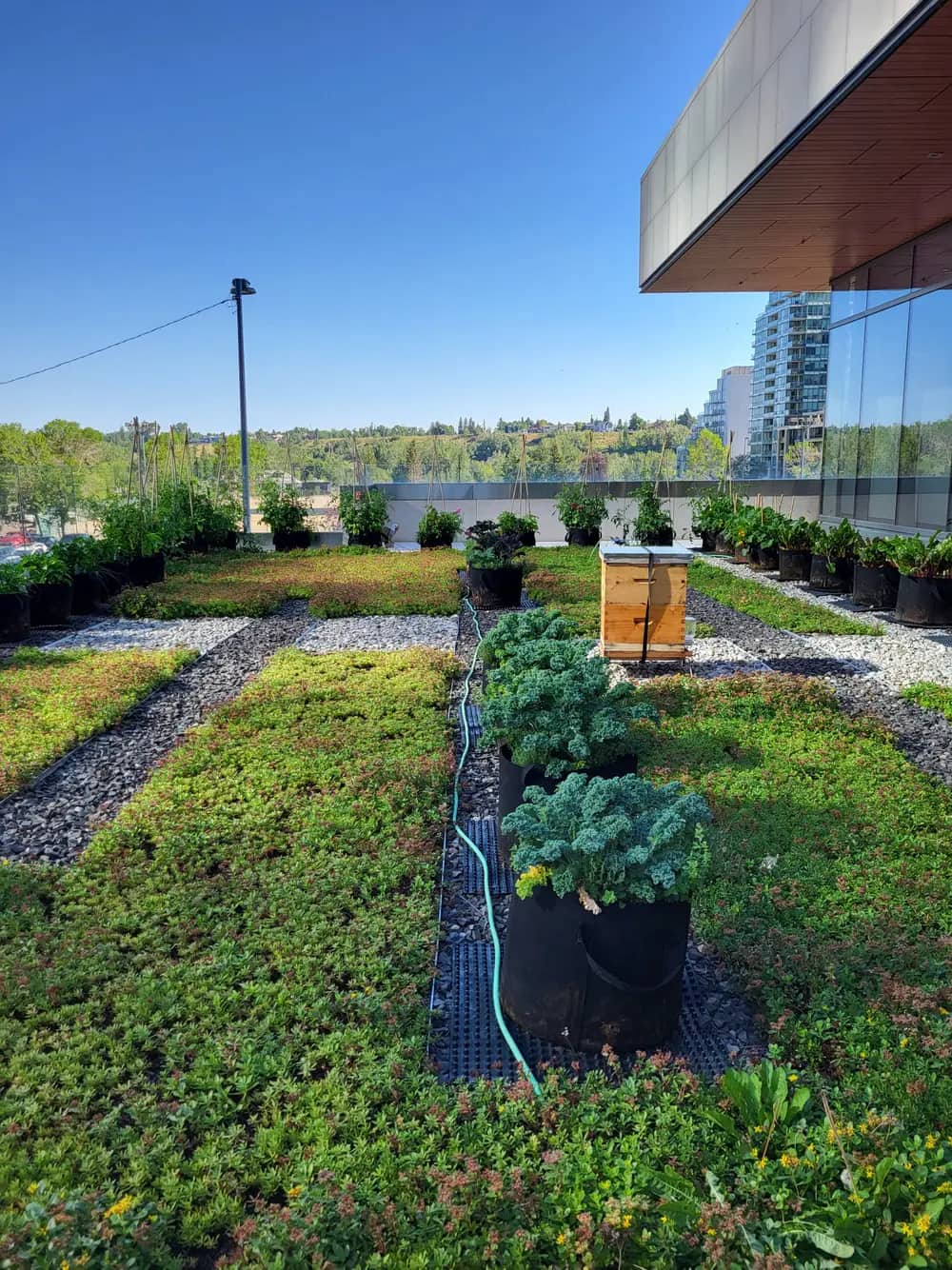 A rooftop garden with planters, a beehive box and a hose, city skyline in the background