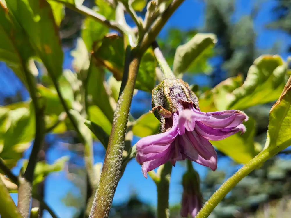 Close-up of a purple eggplant flower against a blue sky with green leaves.