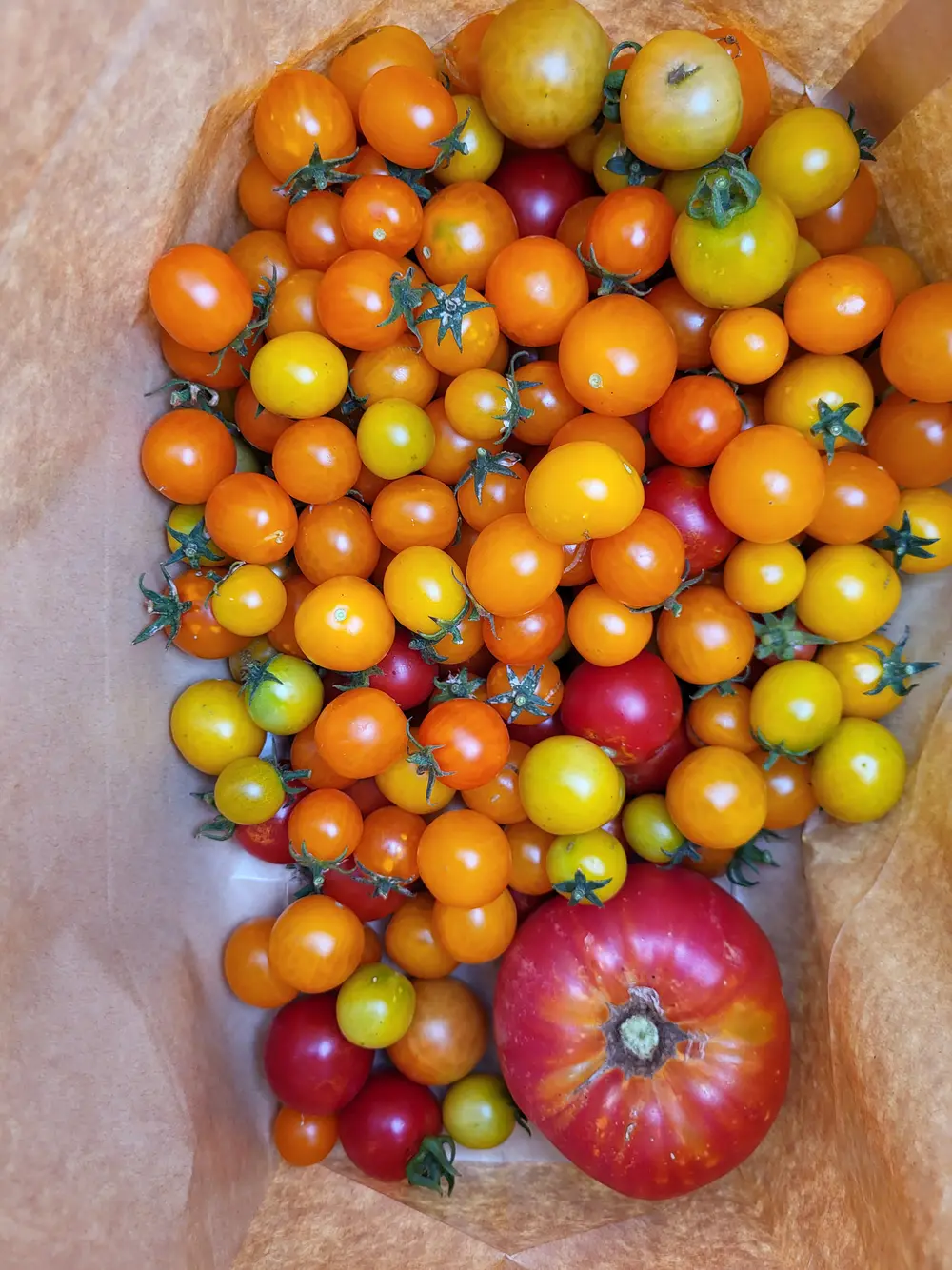 A paper bag filled with colorful red, orange, and yellow tomatoes