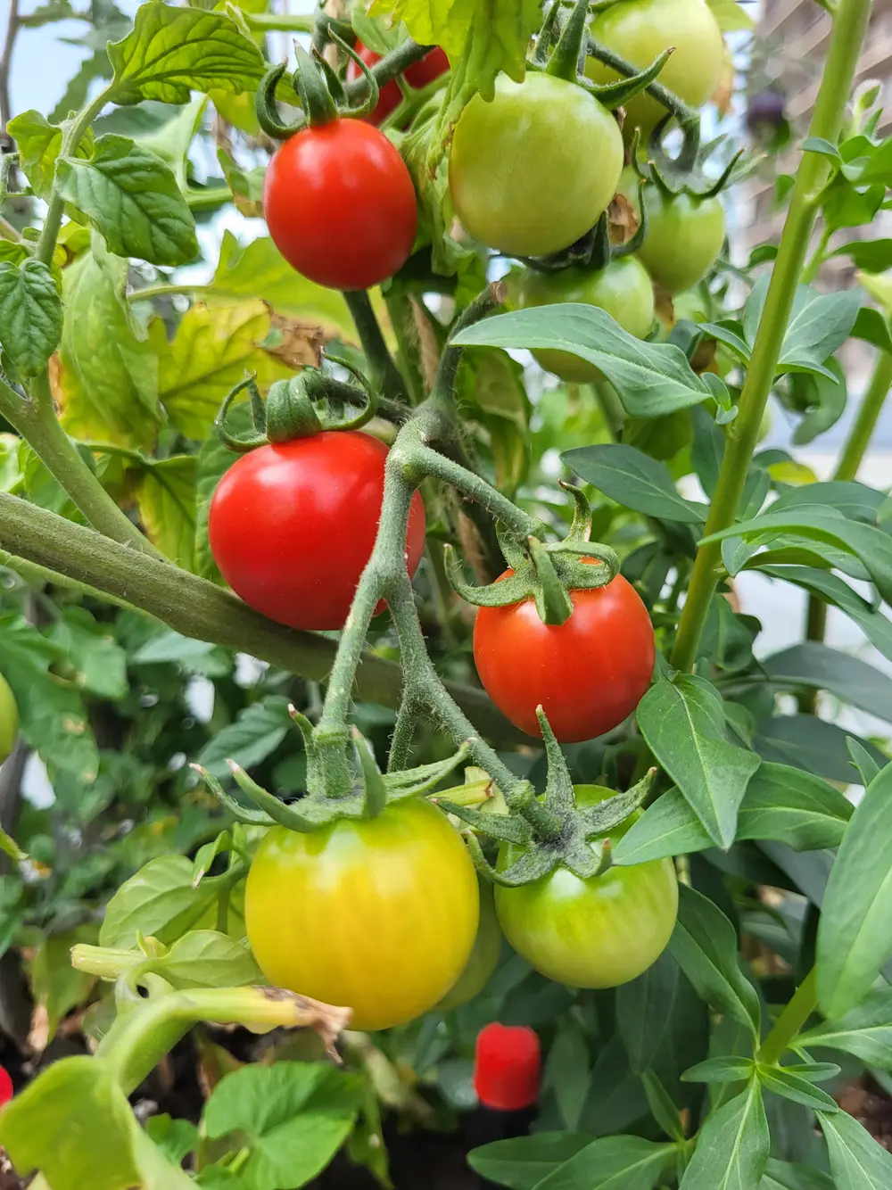 Ripe red and unripe green and yellow cherry tomatoes hanging on a vine.