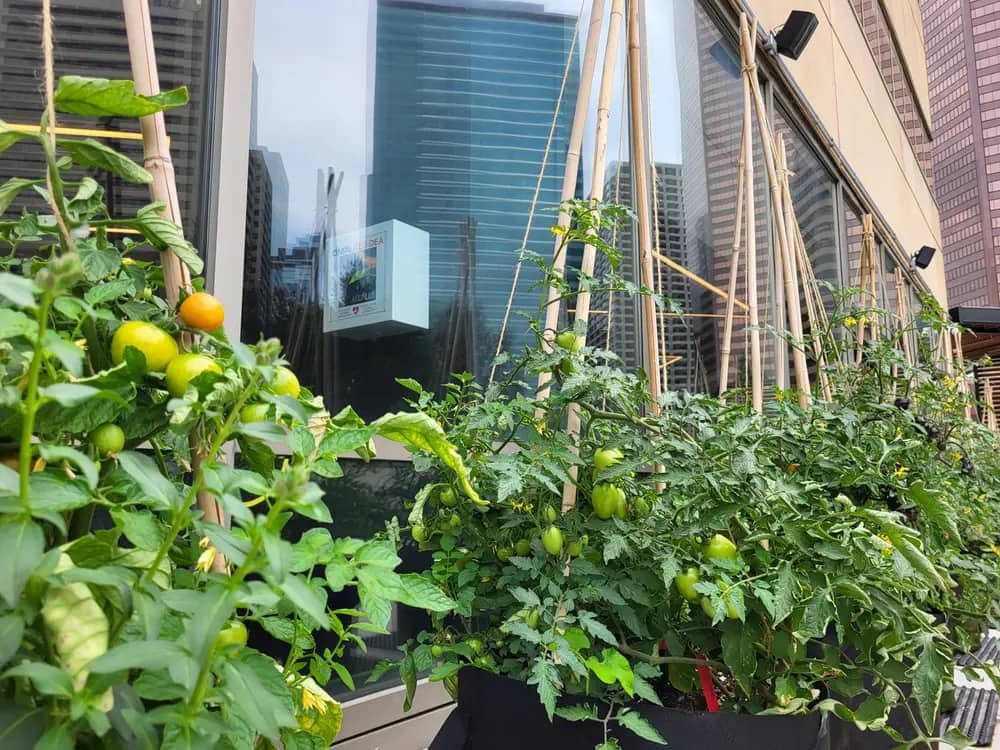 Tomato plants with ripening fruit on a rooftop with city skyscrapers in the background