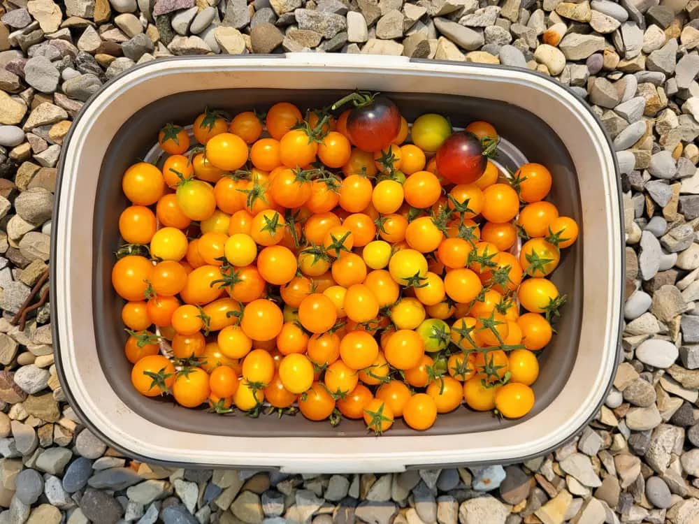 A bin overflowing with orange and dark cherry tomatoes still on vines.