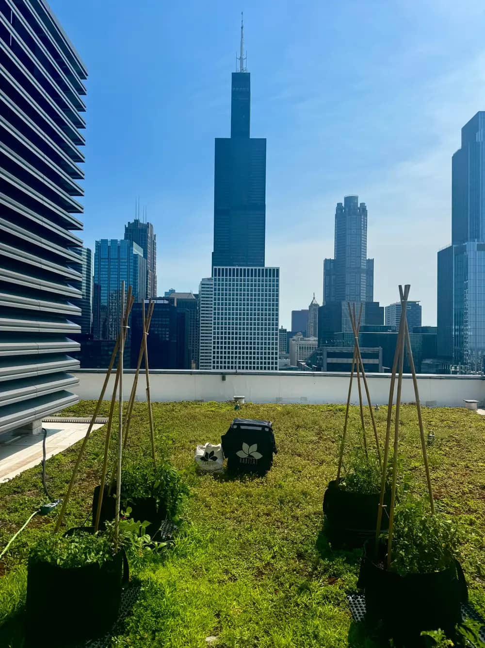 Rooftop garden with staked plants in black planters overlooks a city skyline with a tall skyscraper.