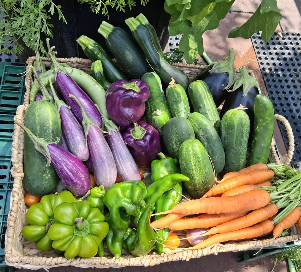 A woven basket filled with eggplants, zucchini, cucumbers, peppers, and carrots.
