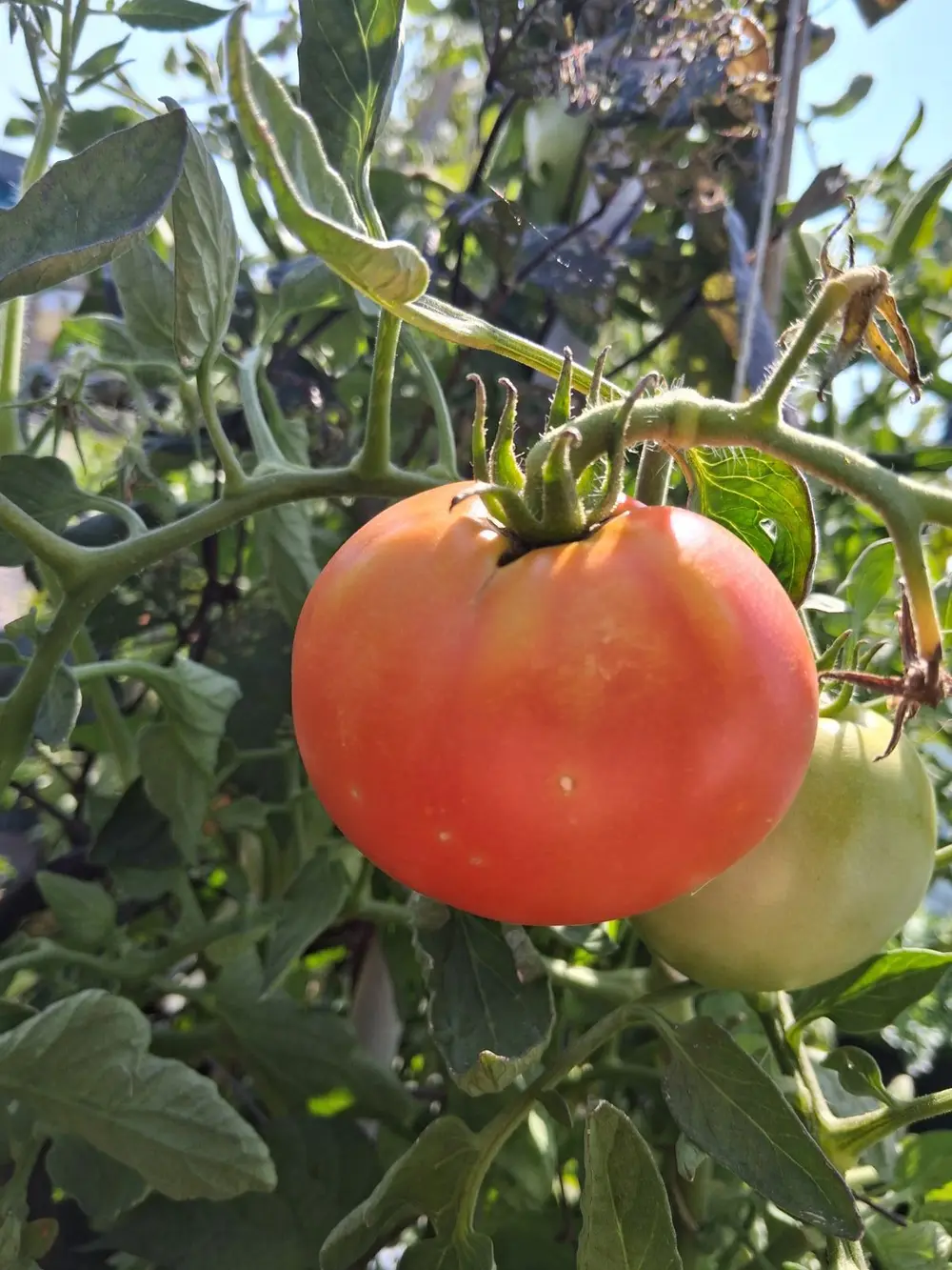 A ripe red tomato hangs on the vine next to a green unripe tomato