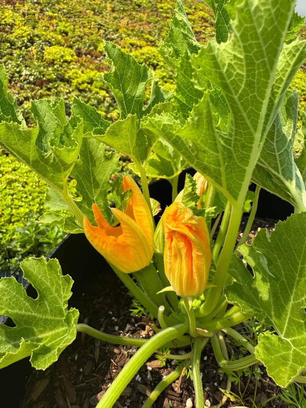 Bright orange squash blossoms surrounded by green leaves in a planter.