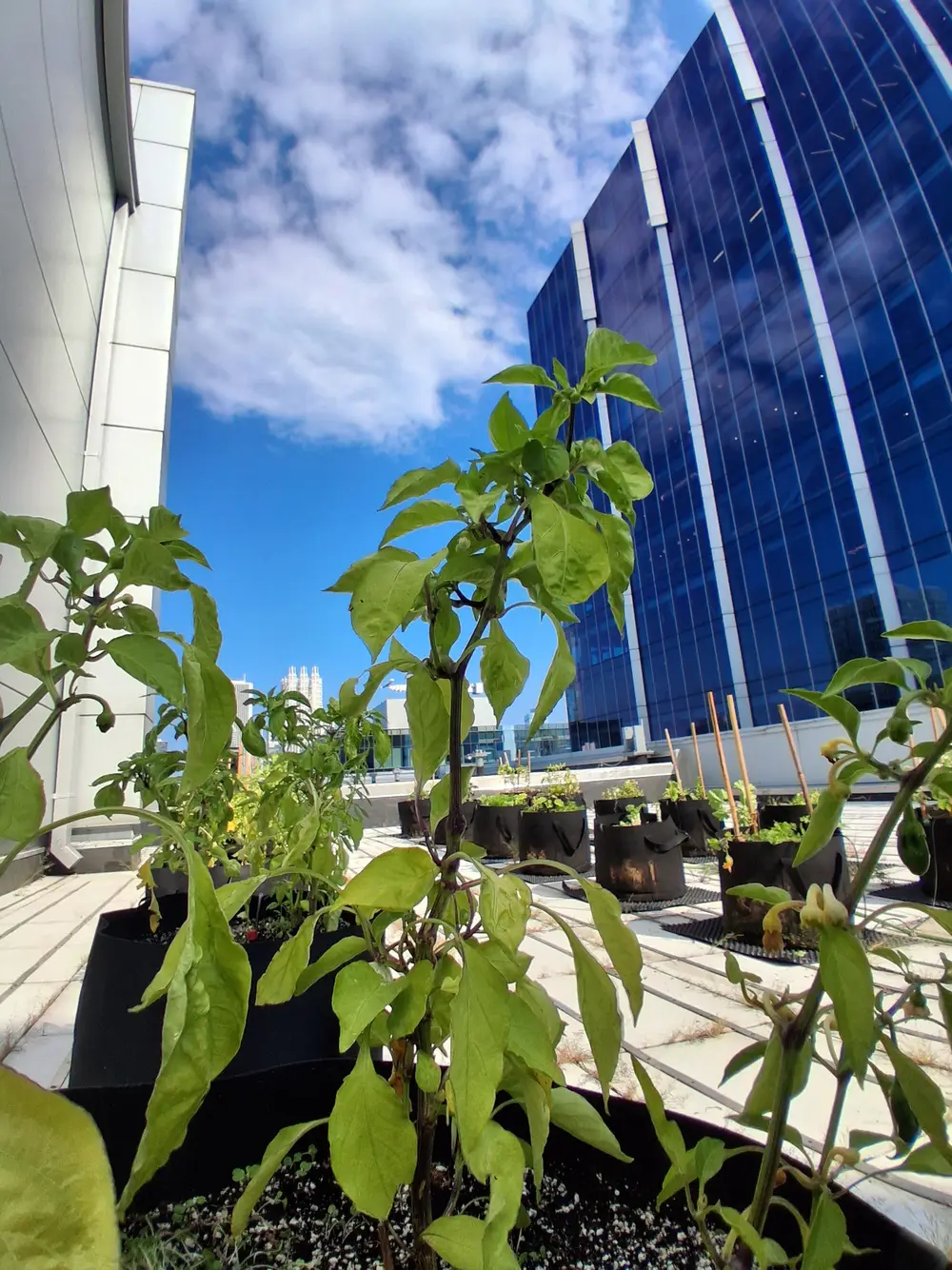 Green plants in black grow bags on a rooftop with city skyline and blue sky.