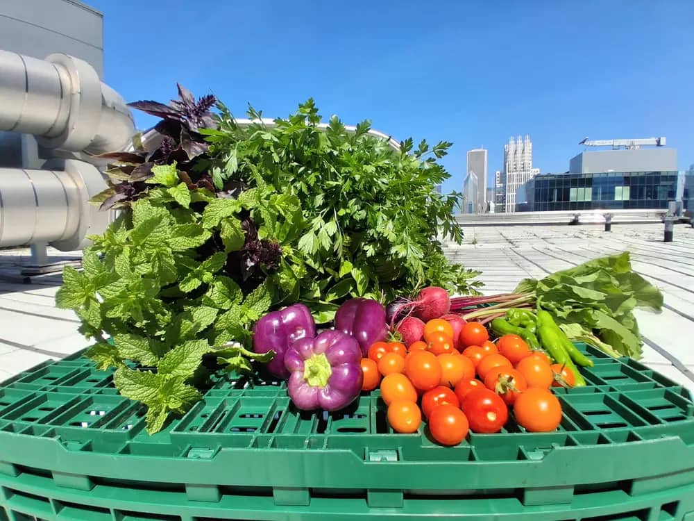 Fresh herbs, peppers, tomatoes and radishes piled on a green crate with a city skyline behind.