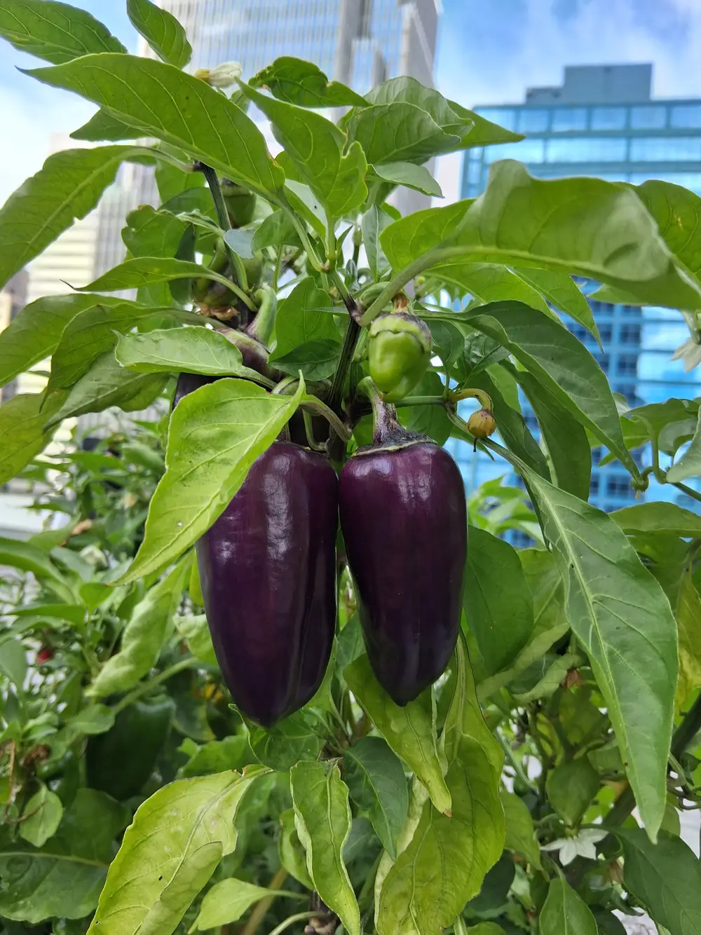 Purple peppers hang from a leafy plant with city skyscrapers in the background