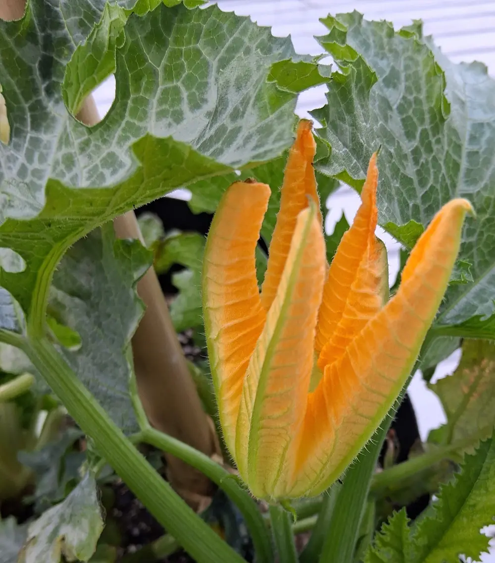 Orange squash blossom surrounded by green leaves on a plant.