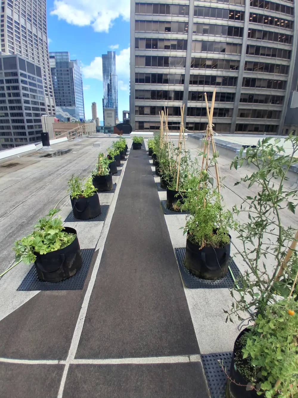 Rows of fabric grow bags with young plants line a rooftop between skyscrapers