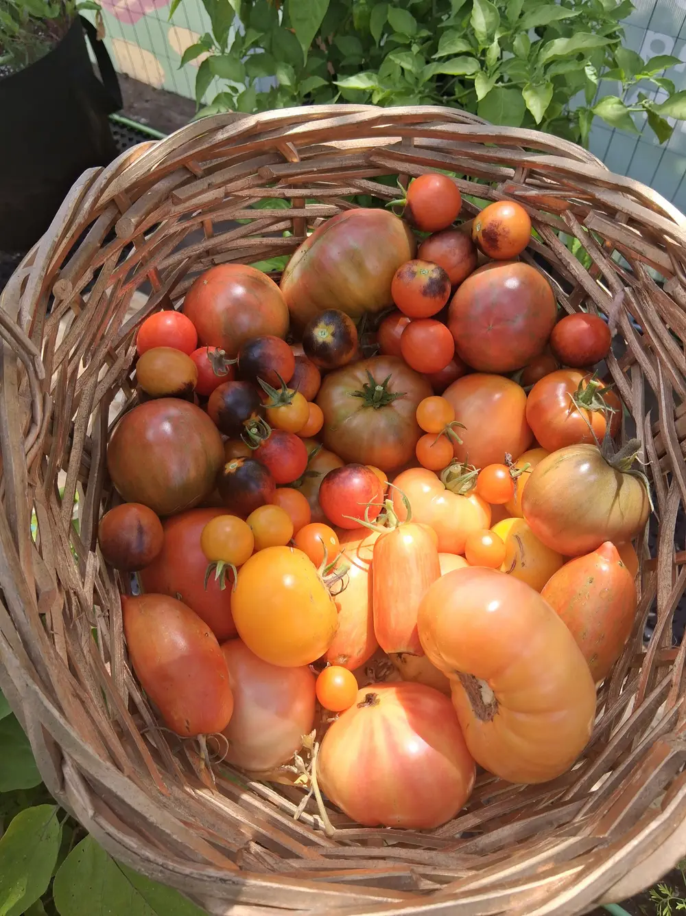 A woven basket filled with colorful heirloom tomatoes in a garden.