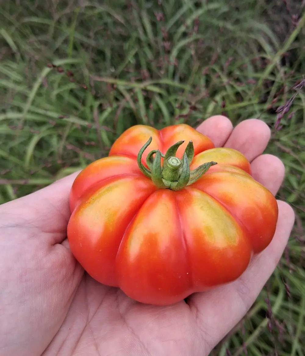 A hand holds a large ripe orange heirloom tomato with green stem