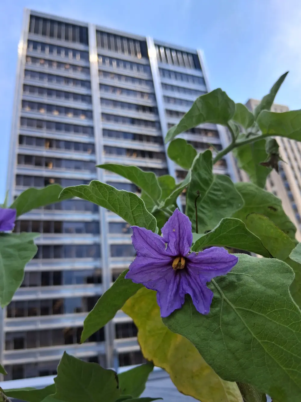 A purple flower blooms on a leafy plant with a tall glass skyscraper in the background.