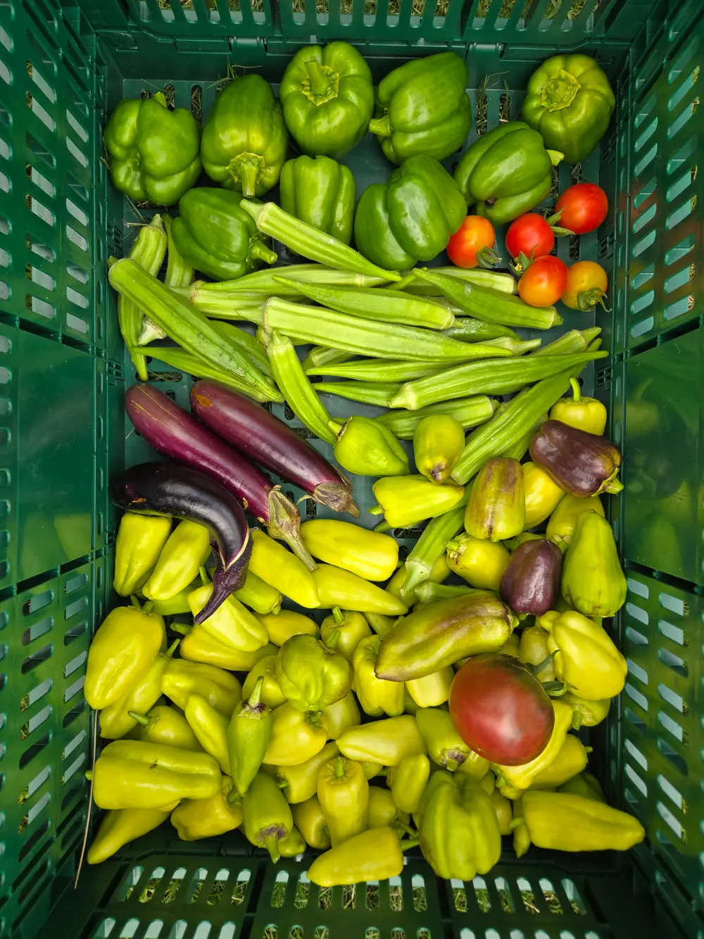 A green crate filled with green peppers, okra, eggplants, and cherry tomatoes.