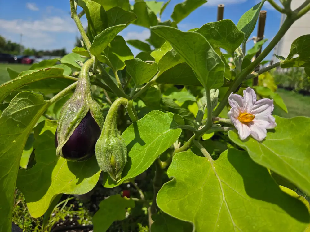 A purple eggplant and a white flower growing on a leafy plant under a blue sky.