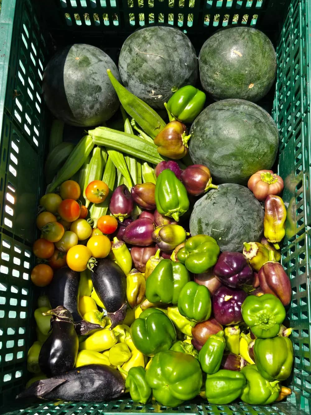 A crate filled with watermelons, peppers, eggplants, okra and tomatoes.
