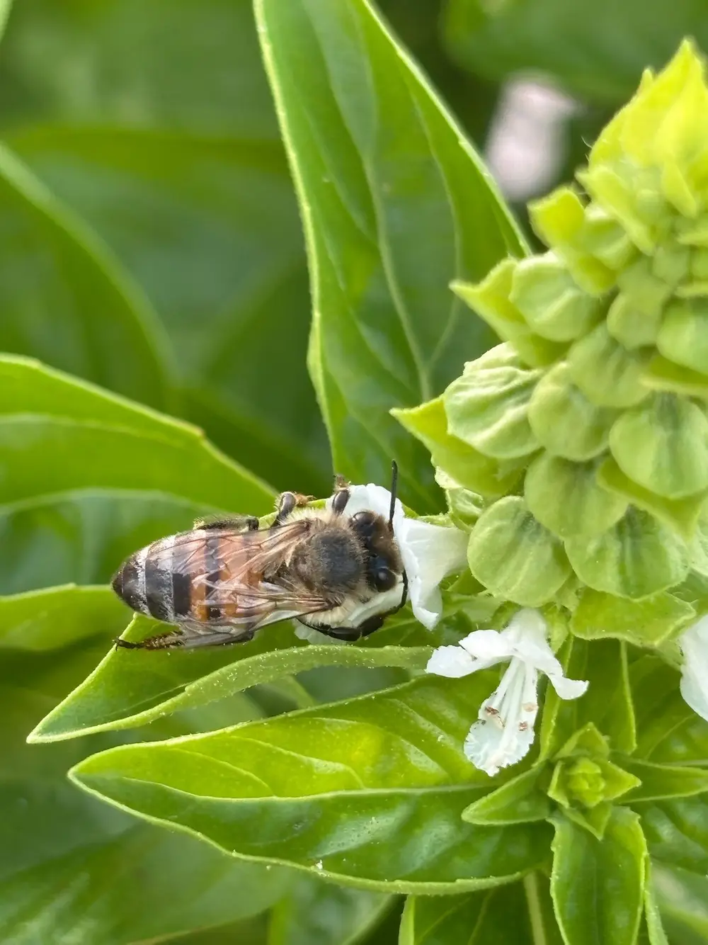A bee gathers pollen from a white flower surrounded by green leaves.