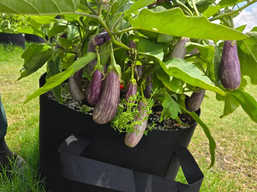 Purple eggplants growing on a leafy plant in a black grow bag on grass