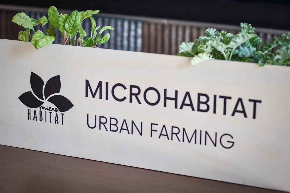 Wooden planter box with leafy greens next to a MicroHabitat sign