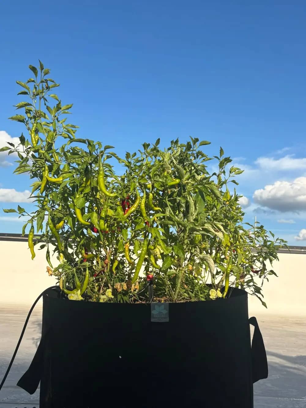 Chili peppers growing on a bushy plant in a fabric grow bag against a blue sky