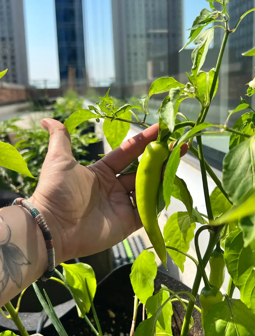 A hand picking a green chili pepper on a rooftop with city skyscrapers behind
