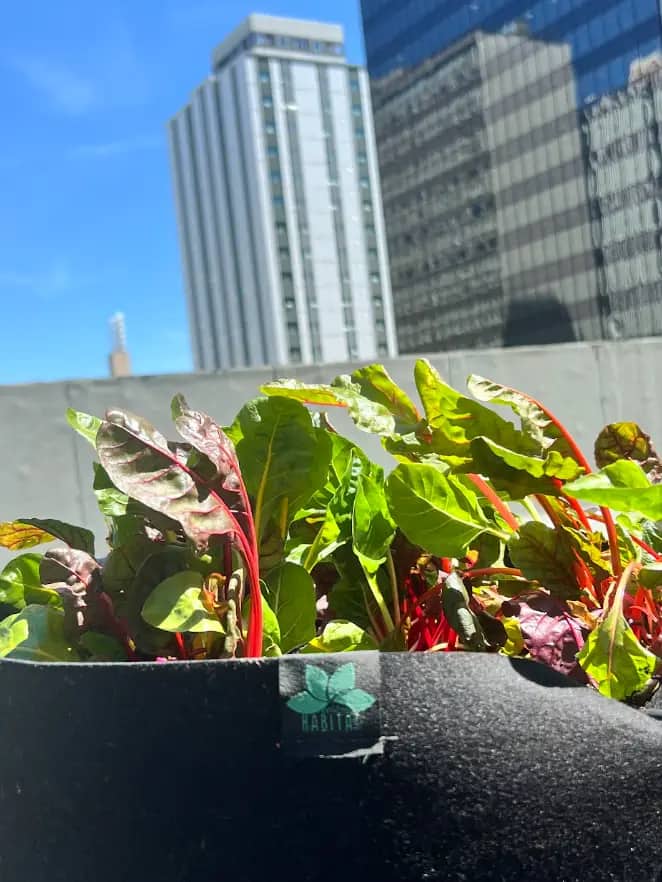 Colorful chard leaves growing in a planter with city skyscrapers in the background