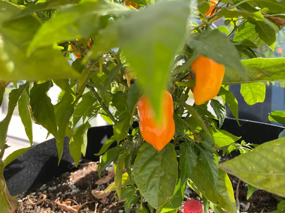Orange habanero peppers growing on a green pepper plant in a container