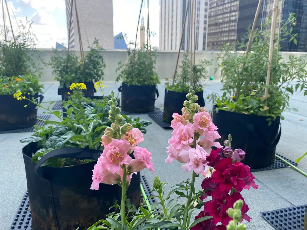 Pink and red snapdragons bloom among rooftop planters with city skyscrapers behind.