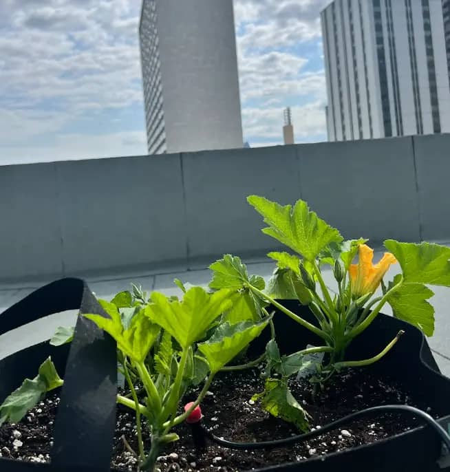 Squash plant with yellow flower growing in a planter with city skyscrapers behind