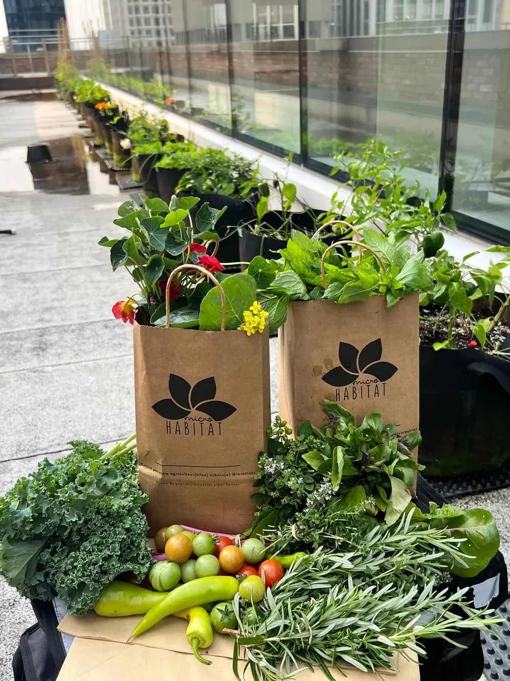 Fresh kale, tomatoes, peppers and herbs are displayed beside branded paper bags on a rooftop.