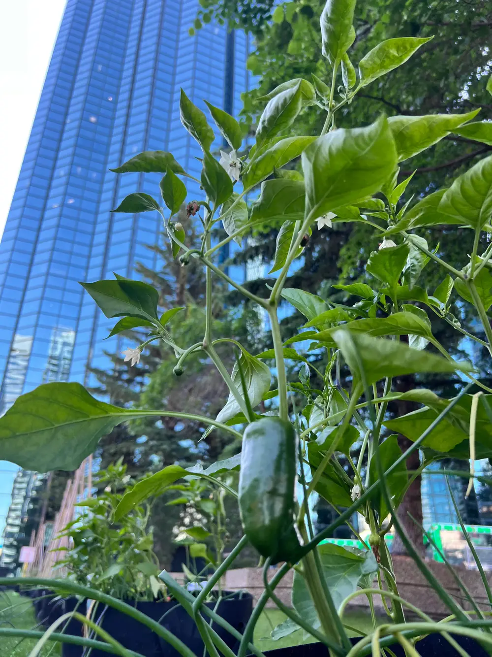 A jalapeño pepper plant with flowers in front of a glass skyscraper.