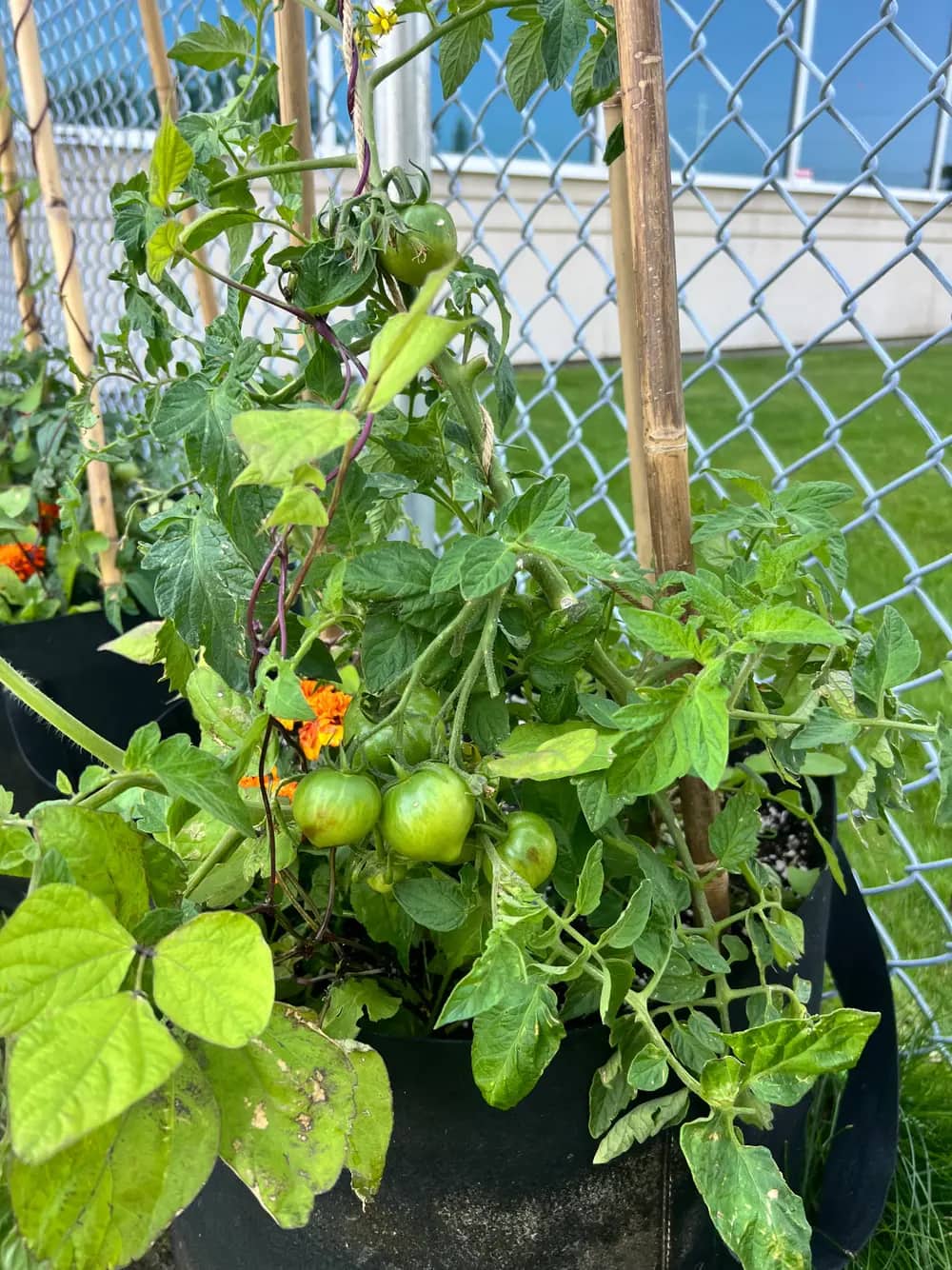 Green tomato plants with marigolds grow in a black planter behind a chain-link fence