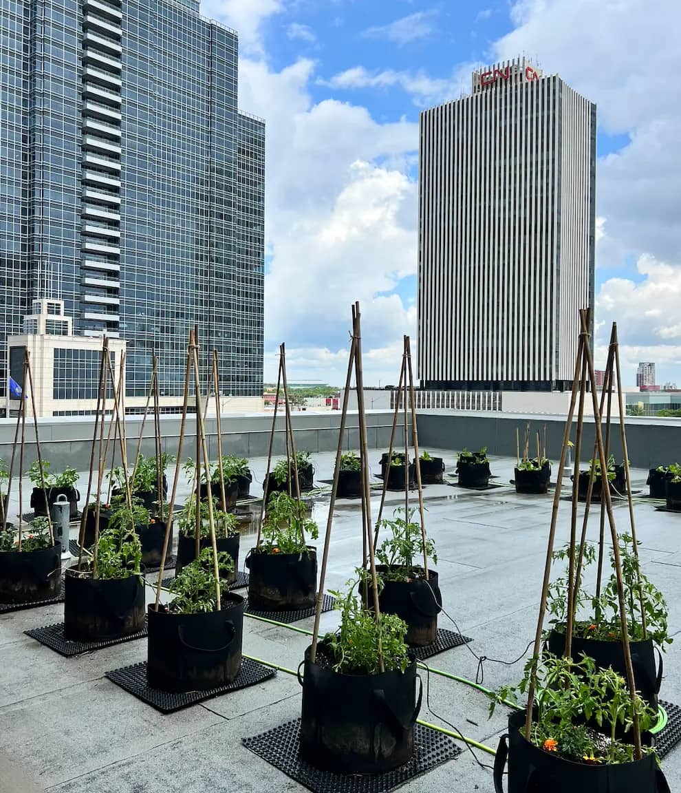Rows of potted tomato plants with stakes stand on a rooftop beside city skyscrapers.