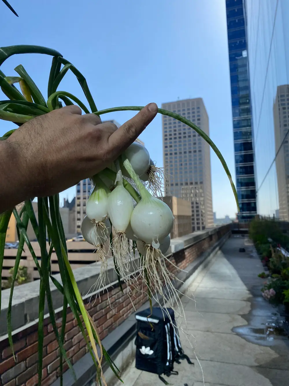 A hand holds a bunch of freshly harvested onions above a rooftop with a city skyline behind.